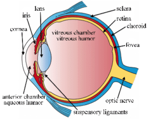 Structure of eye